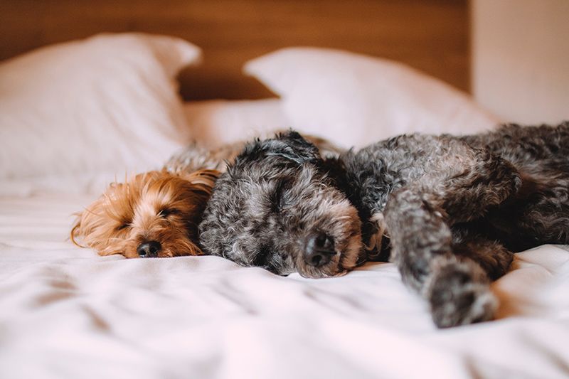 Hundar-sover-på-sängen