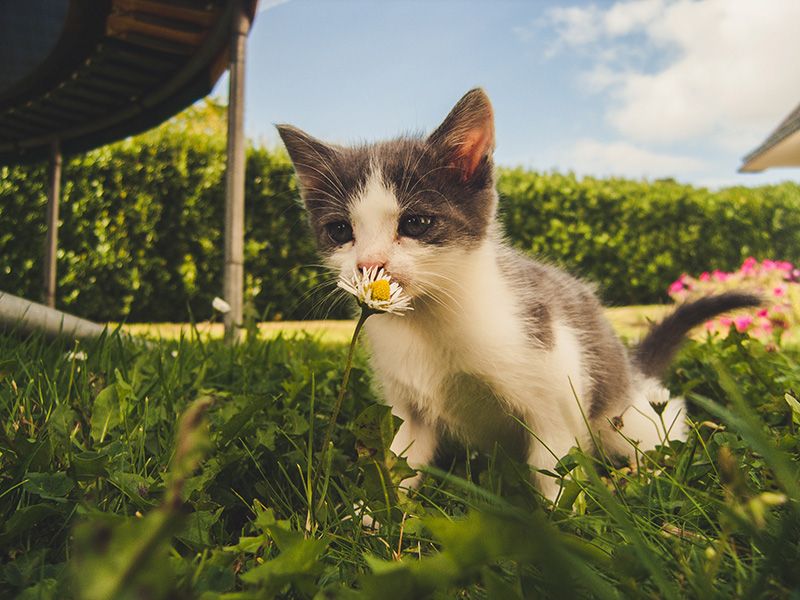Kattunge-leker-utomhus